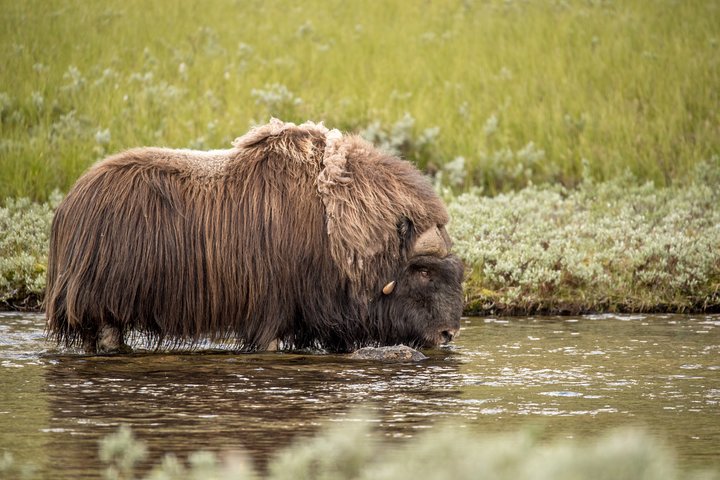 Musk ox Safari in Dovrefjell National Park, Oppdal Safari