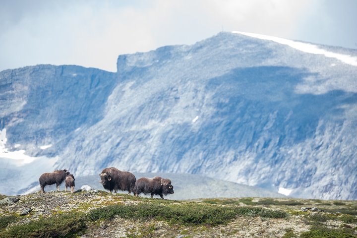 Musk ox Safari in Dovrefjell National Park, Oppdal Safari