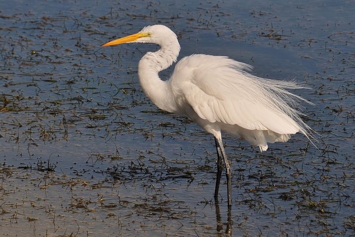 4 Stops | 3 Islands & Ria Formosa Natural Park - From Faro