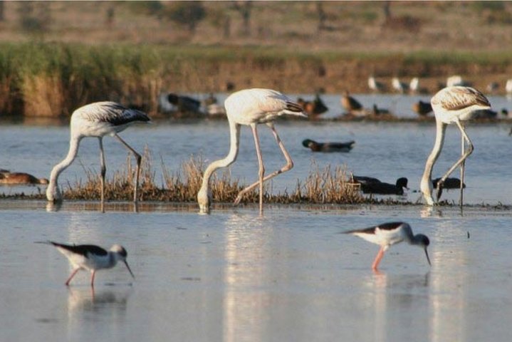 4 Stops | 3 Islands & Ria Formosa Natural Park - From Faro