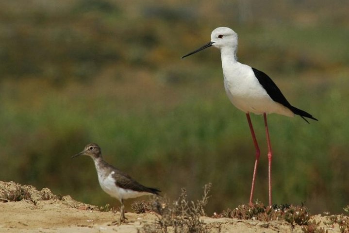 4 Stops | 3 Islands & Ria Formosa Natural Park - From Faro