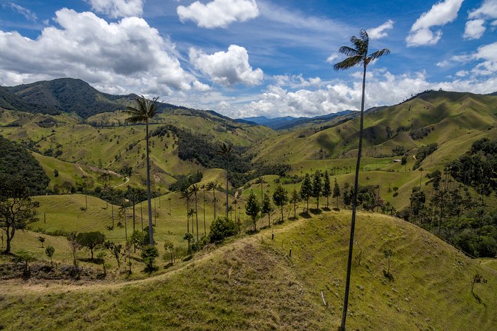 Cocora Valley and Salento Horseback Riding Day Tour