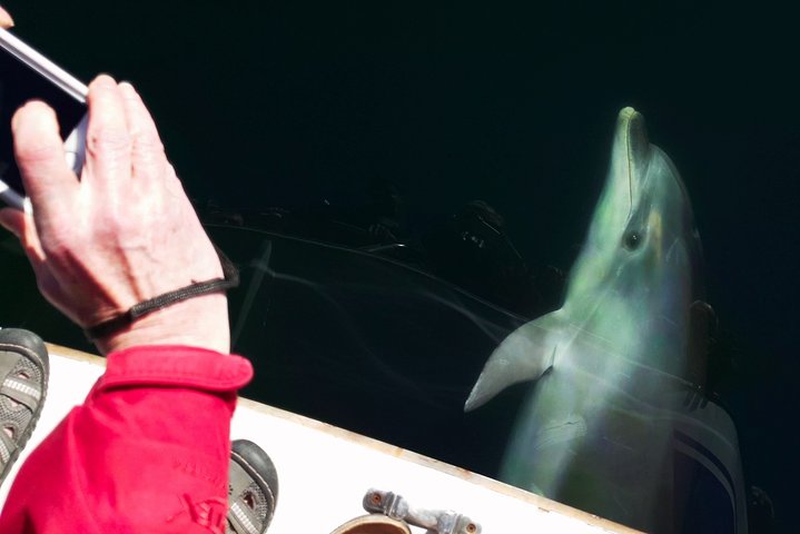 Motuara Wildlife Sanctuary Tour and Dolphin Cruise from Picton