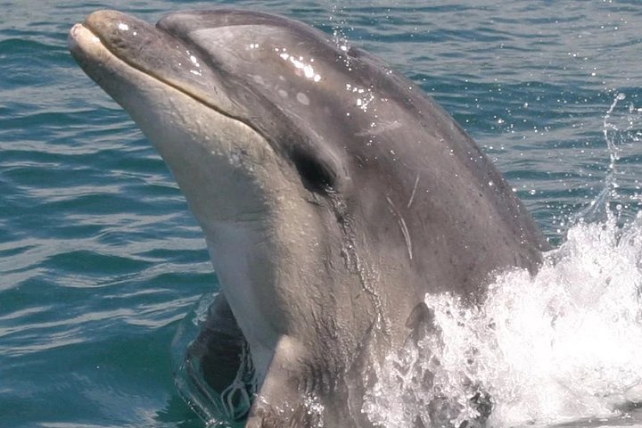 Motuara Wildlife Sanctuary Tour and Dolphin Cruise from Picton
