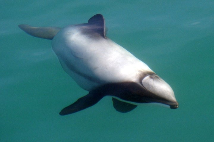Motuara Wildlife Sanctuary Tour and Dolphin Cruise from Picton