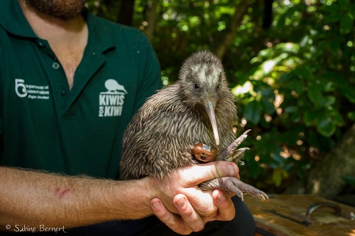 Motuara Wildlife Sanctuary Tour and Dolphin Cruise from Picton