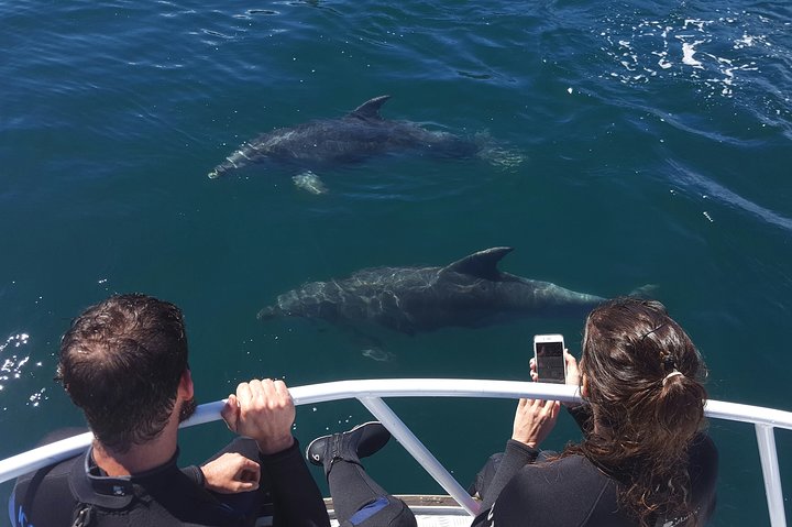 Marlborough Sounds Ultimate Cruise
