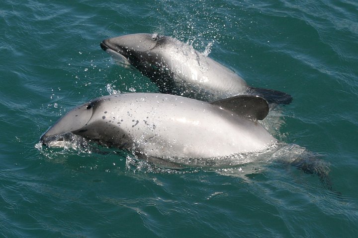 Marlborough Sounds Ultimate Cruise
