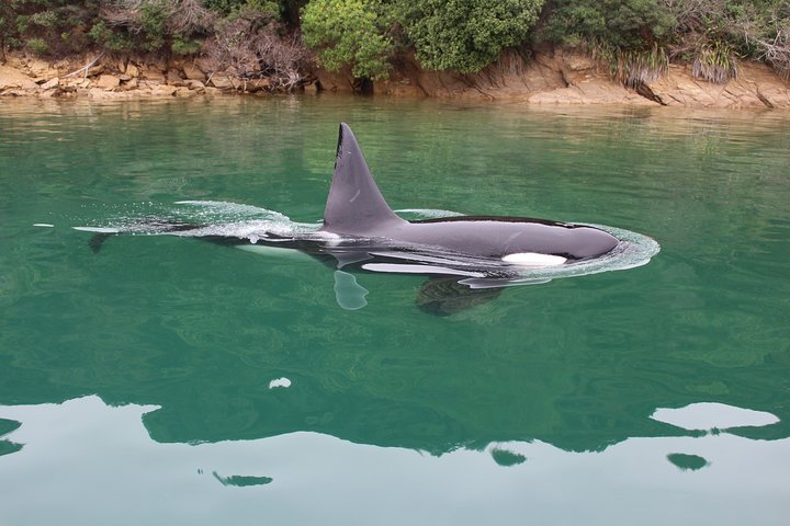 Marlborough Sounds Ultimate Cruise