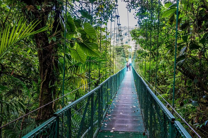 Puntarenas Shore Excursion: Rainforest Skywalk & Tarcoles River