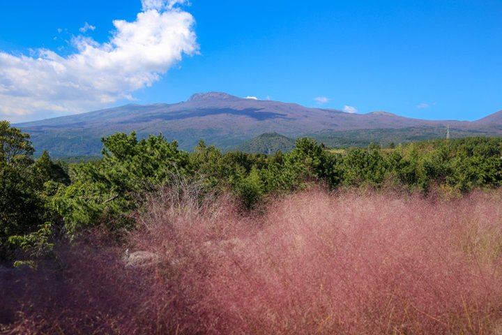 Full Day Customizable Jeju Private Tour with licensed tour guide