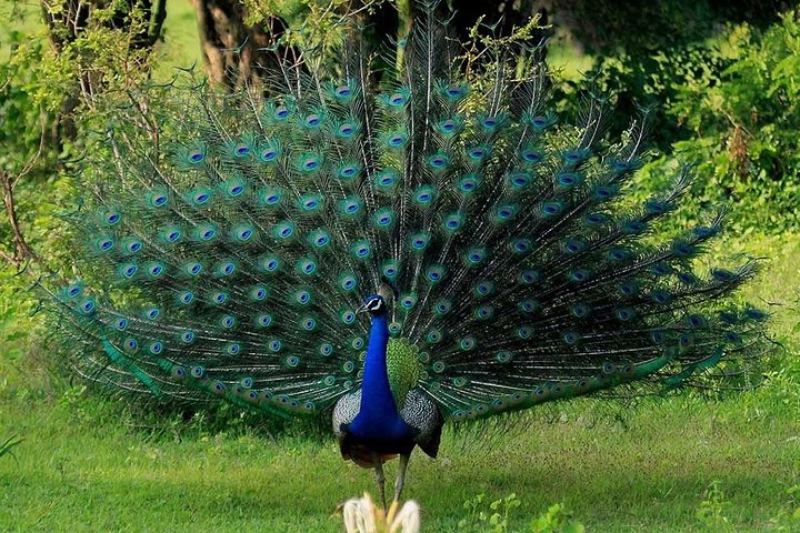 Yala Safari Private Day Tour Kaluthara/Beruwala/Bentota/Kosgoda/Ahungalla
