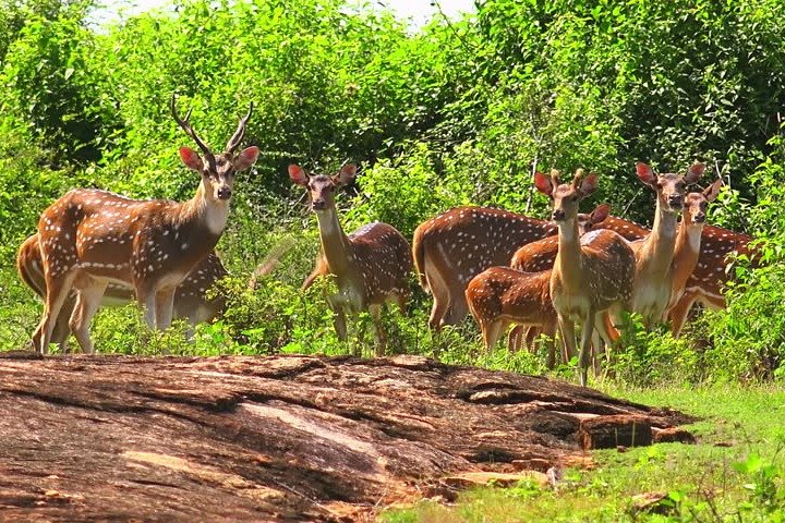Yala Safari Private Day Tour Kaluthara/Beruwala/Bentota/Kosgoda/Ahungalla