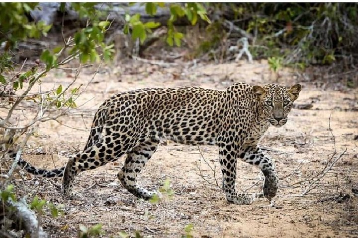Yala Safari Private Day Tour Kaluthara/Beruwala/Bentota/Kosgoda/Ahungalla