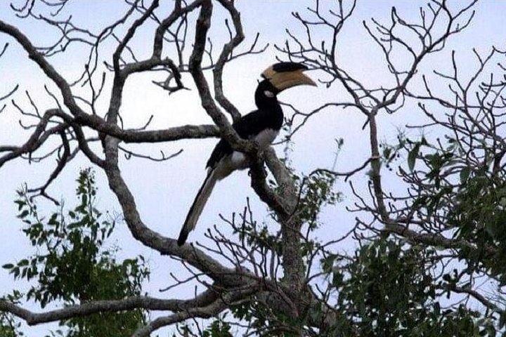 Yala Safari Private Day Tour Kaluthara/Beruwala/Bentota/Kosgoda/Ahungalla