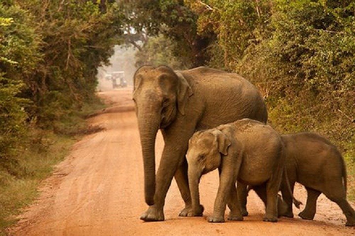 Yala Safari Private Day Tour Kaluthara/Beruwala/Bentota/Kosgoda/Ahungalla