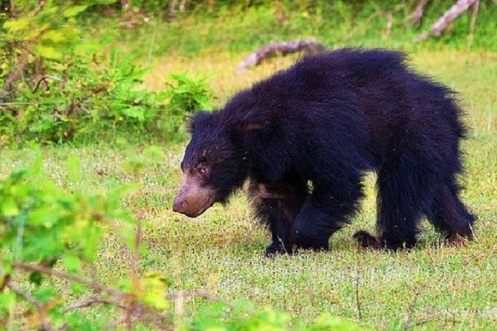 Yala Safari Private Day Tour Kaluthara/Beruwala/Bentota/Kosgoda/Ahungalla