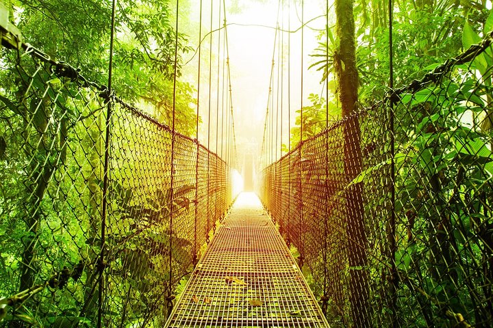Puntarenas Shore Excursion: Rainforest Skywalk & Tarcoles River