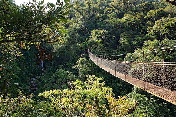 Puntarenas Shore Excursion: Rainforest Skywalk & Tarcoles River