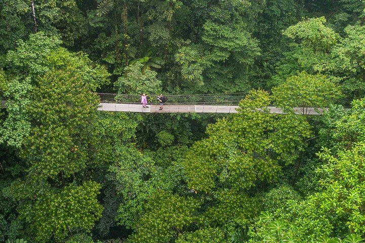 Puntarenas Shore Excursion: Rainforest Skywalk & Tarcoles River