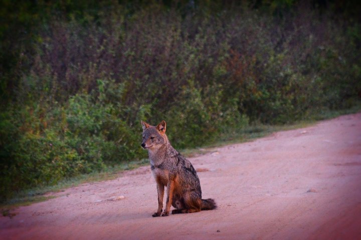 Udawalawe National Park — 4-Hour Private Jeep Safari (Pickup)
