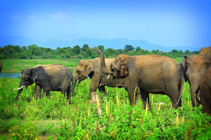 Udawalawe National Park — 4-Hour Private Jeep Safari (Pickup)