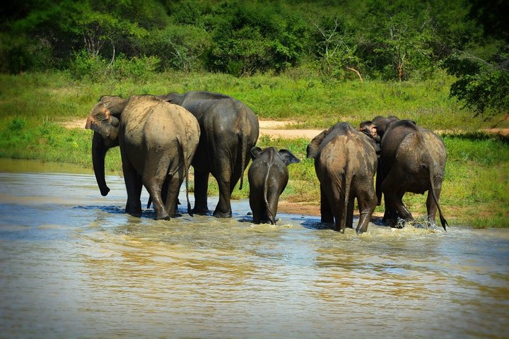 Udawalawe National Park — 4-Hour Private Jeep Safari (Pickup)