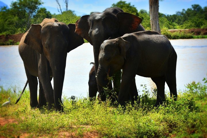 Udawalawe National Park — 4-Hour Private Jeep Safari (Pickup)