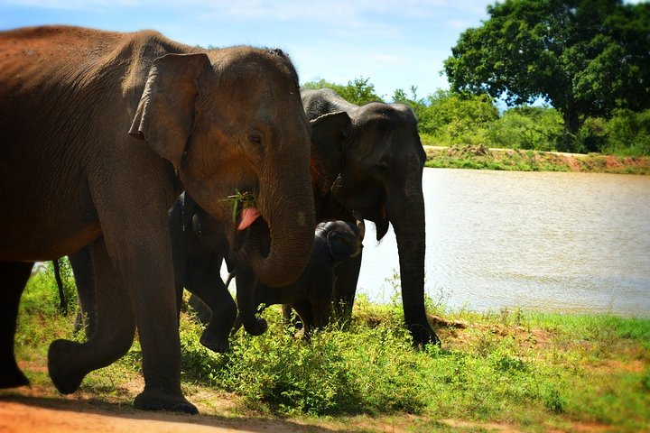 Udawalawe National Park — 4-Hour Private Jeep Safari (Pickup)