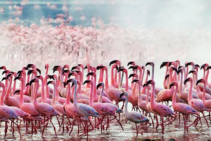 3 Days, 2 Nights Safari - Amboseli National Park and Tsavo West Adventure Safari