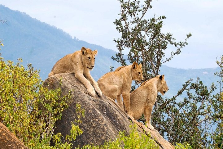 3 Days, 2 Nights Safari - Amboseli National Park and Tsavo West Adventure Safari
