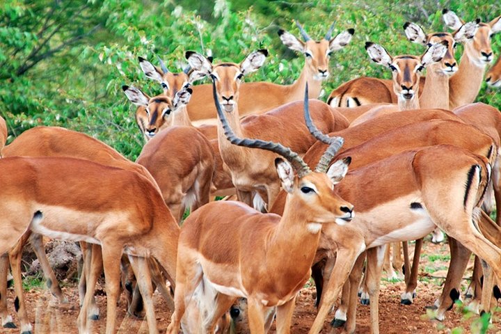 3 Days, 2 Nights Safari - Amboseli National Park and Tsavo West Adventure Safari