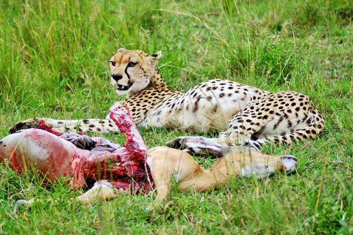 3 Days, 2 Nights Safari - Amboseli National Park and Tsavo West Adventure Safari