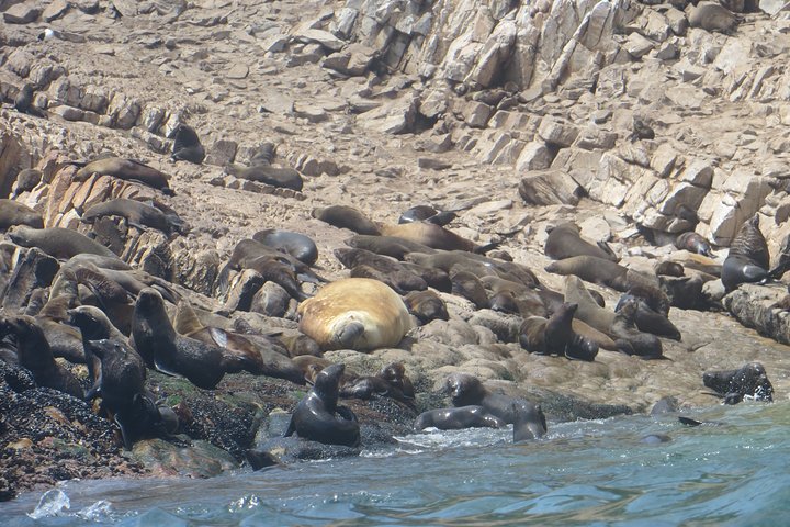 1.5-Hour Seal Viewing Boat Tour in Plettenberg Bay