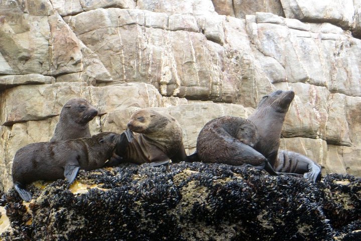 1.5-Hour Seal Viewing Boat Tour in Plettenberg Bay