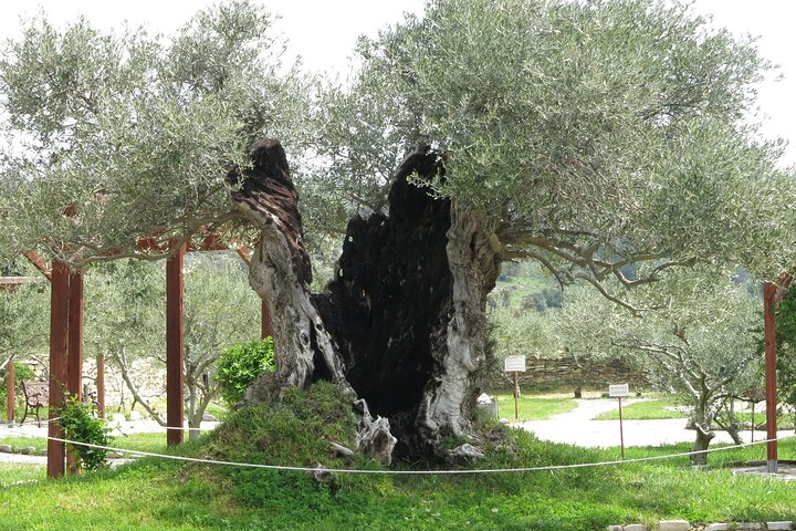 Troodos Mountains Villages: All Inclusive Food & Wine Day Tour