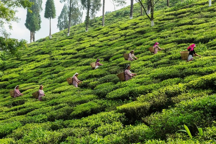 Day_Trippers (Darjeeling Full Day Tour).