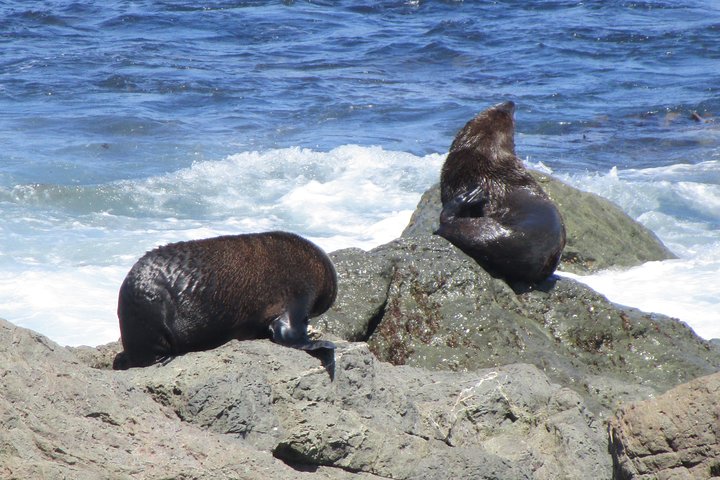 "Pinot to Palliser tour" - Guided tour to Cape Palliser vith lunch + winetasting
