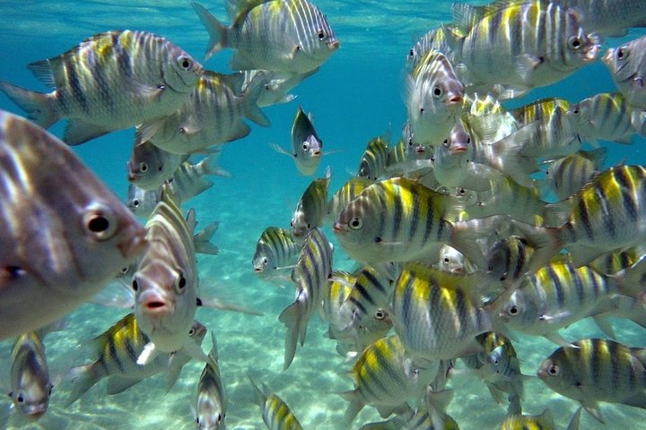 Maragogi / Alagoas Caribbean Brazilian