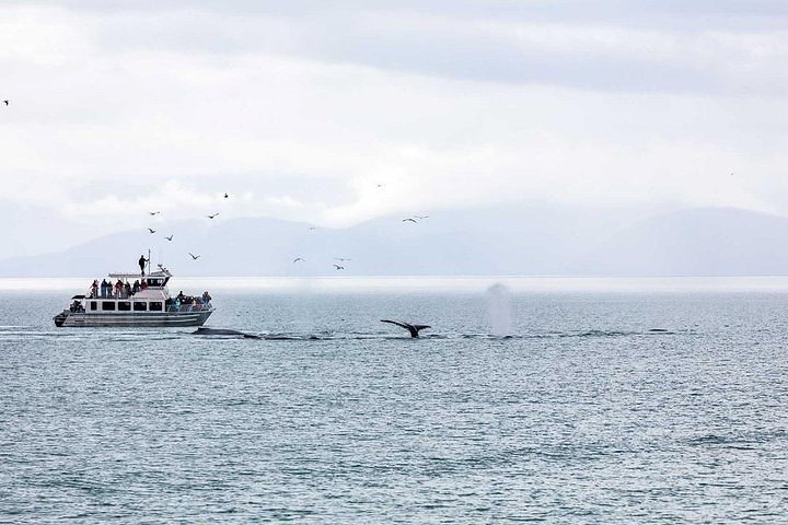 Ultimate Juneau Whale Watch