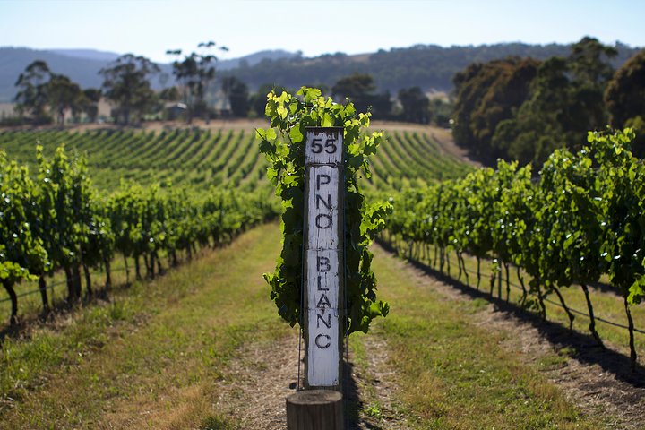 Yarra Valley Premium Tour inc Lunch and Cheese and Wine Pairing at De Bortoli