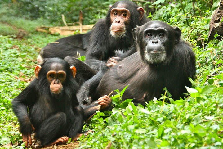 Experience Chimpanzee Trekking in Budongo Forest