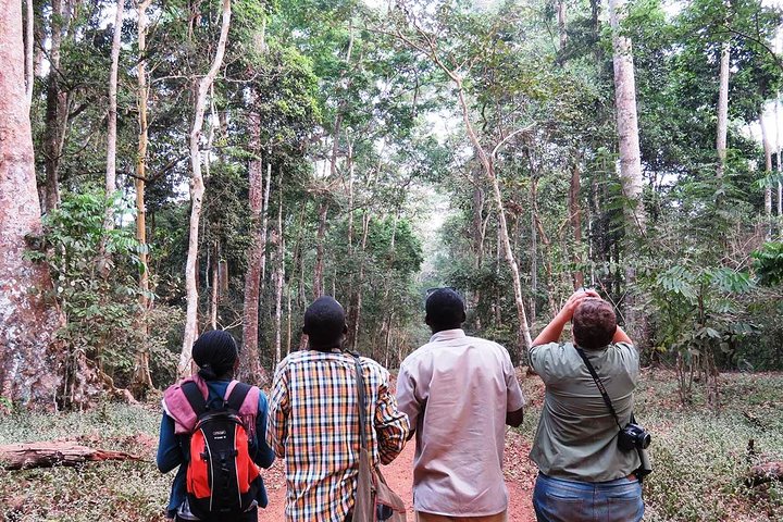 Experience Chimpanzee Trekking in Budongo Forest