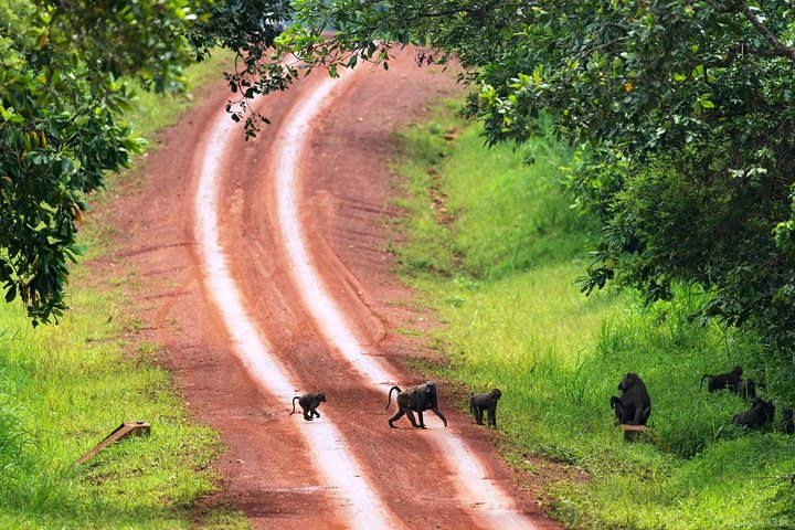 Experience Chimpanzee Trekking in Budongo Forest