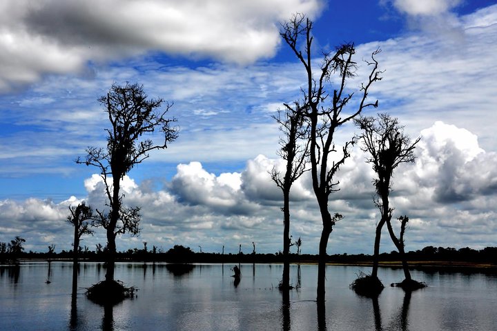 Private Assam Tea Estate, Rain Forest and River Island Tour