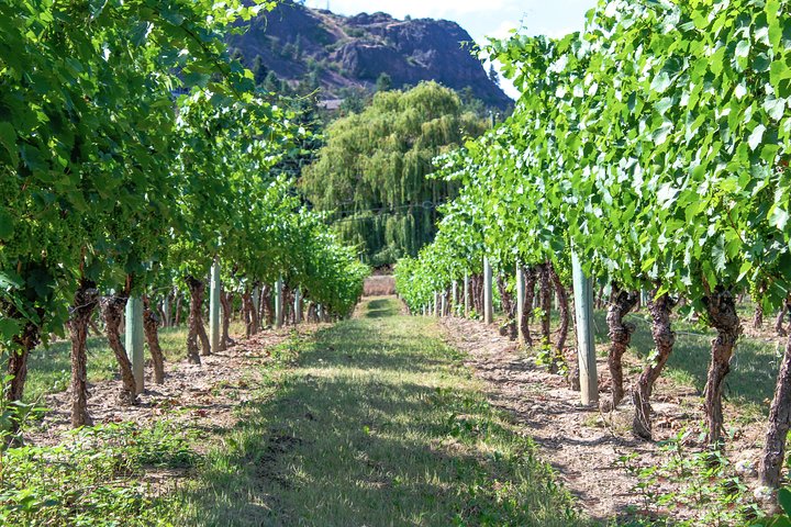 Kelowna or West Kelowna Afternoon Sightseeing Wine Tour