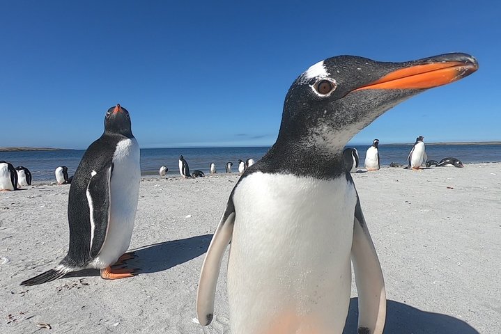 Bertha’s Beach & Beyond - Your Falklands, Your Way!