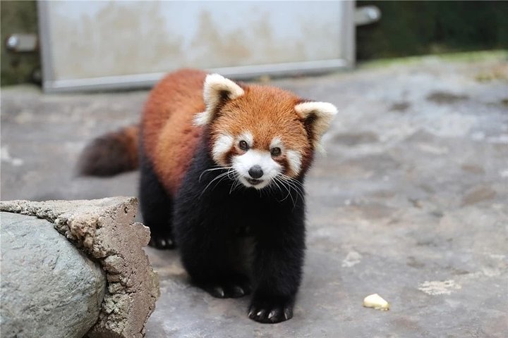 Private Dujiangyan Panda Base Panda Rescue Center Volunteer for a Day