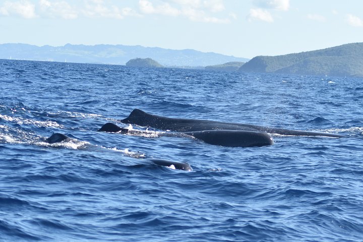 Martinique : Observation des dauphins et snorkeling