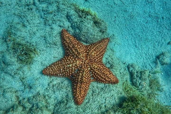 Martinique : Observation des dauphins et snorkeling